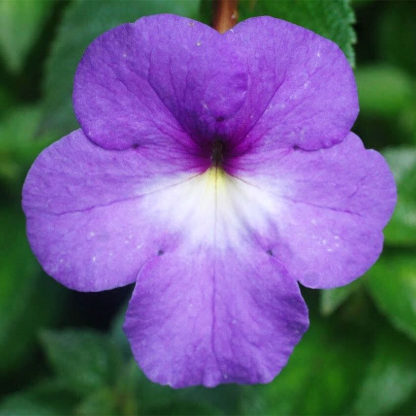 Achimenes Bleu (Floraison)