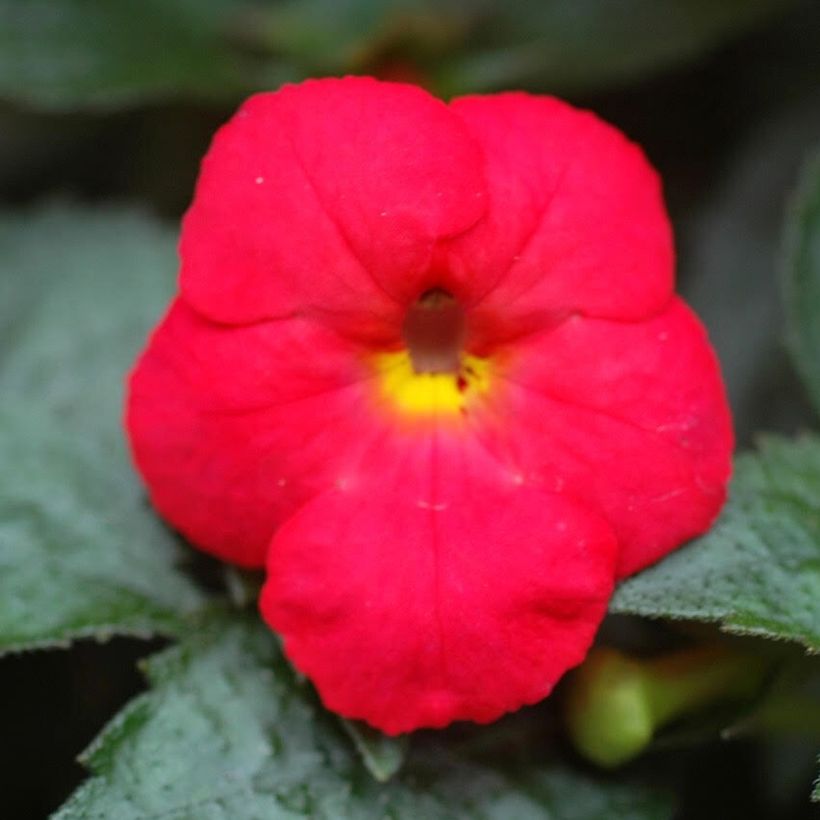 Achimenes Rouge (Floraison)