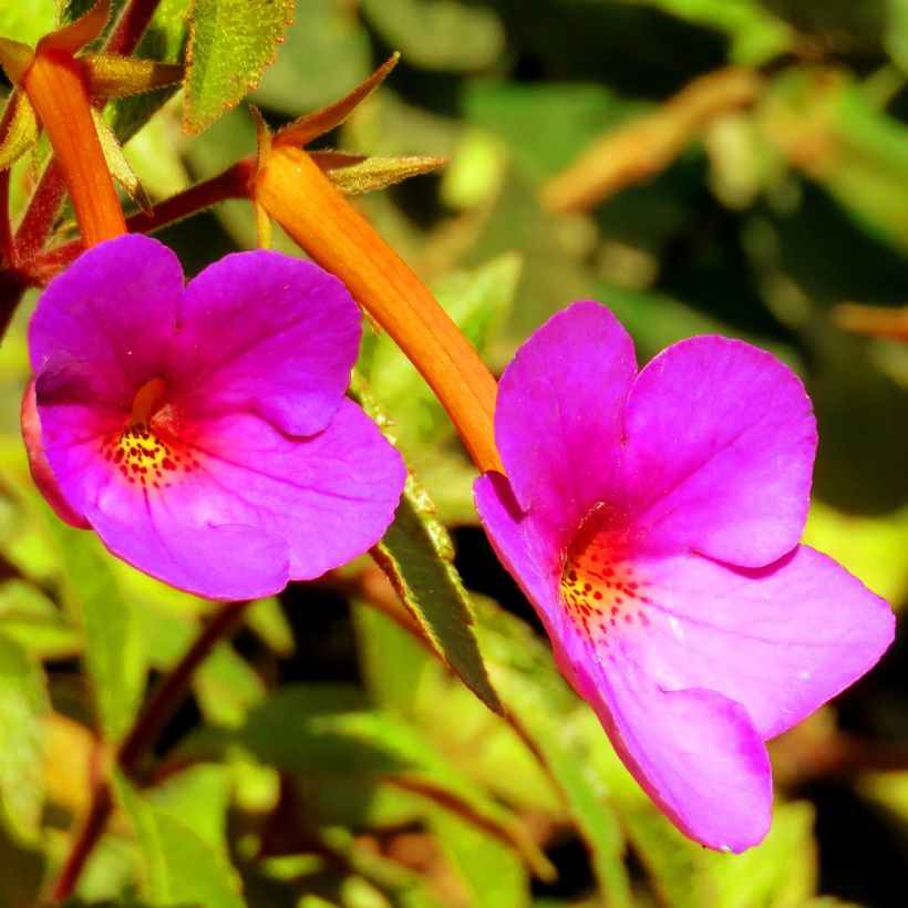 Achimenes Rose (Floraison)