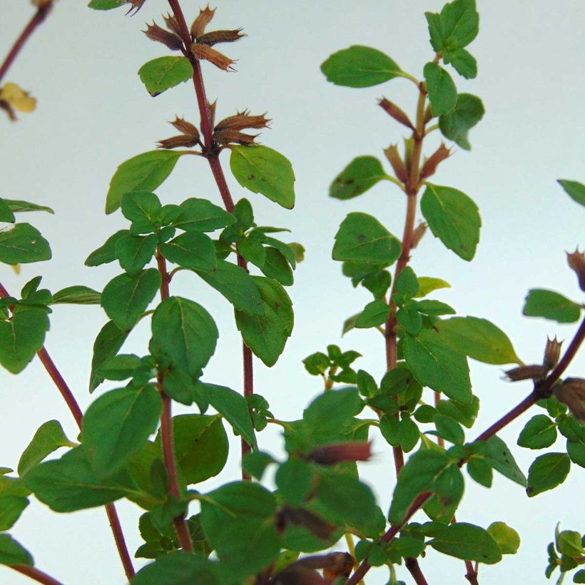 Acinos alpinus - Sariette des Alpes (Feuillage)