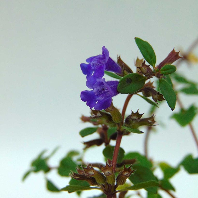 Acinos alpinus - Sariette des Alpes (Floraison)