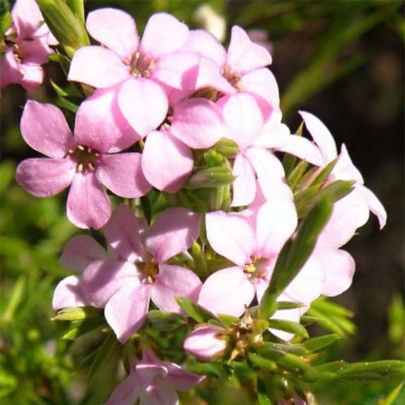 Acmadenia alternifolia (Floraison)