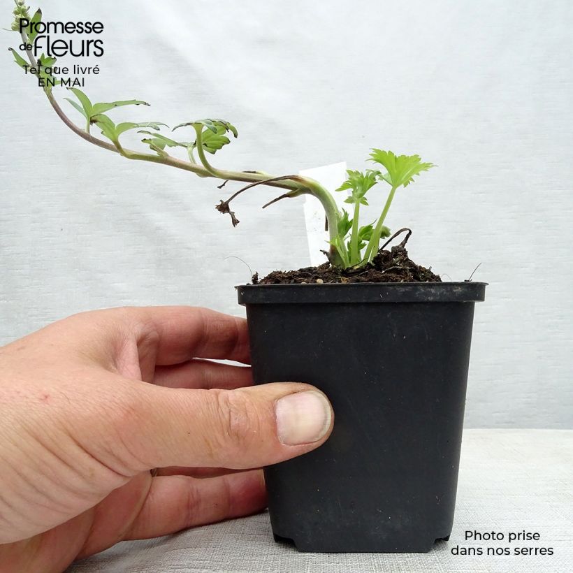 Spécimen de Aconit - Aconitum Purple Sparrow Godet de 9cm tel que livré au printemps