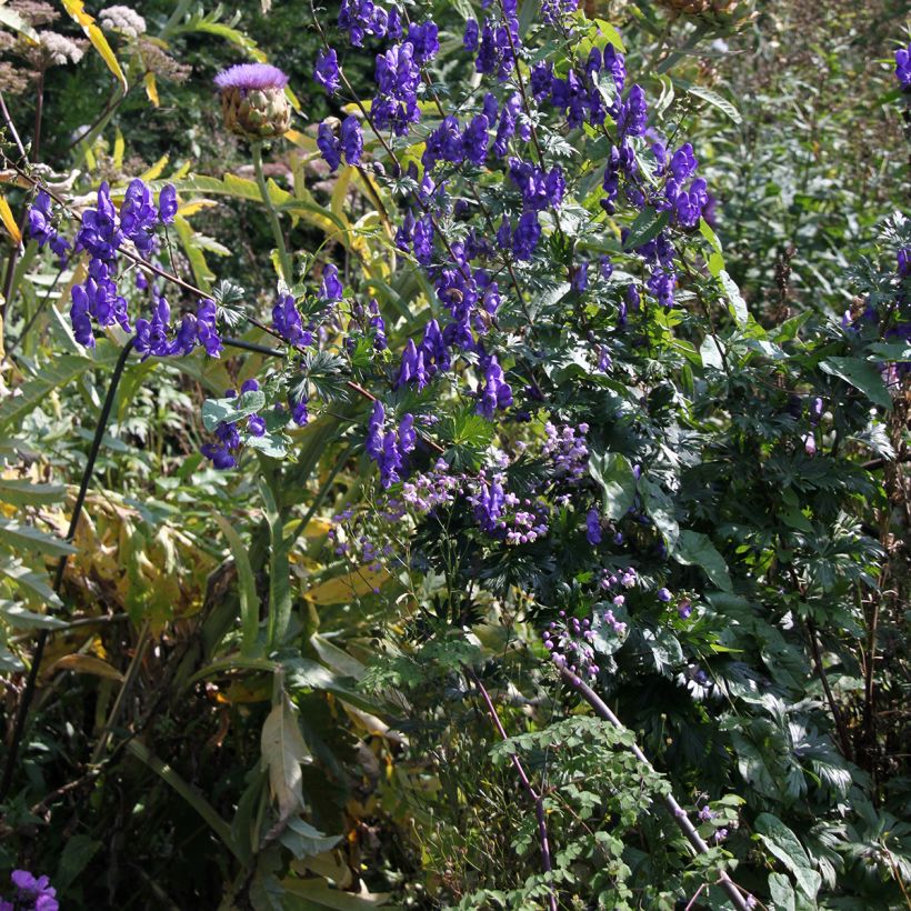 Aconit, Aconitum pubiceps (Port)