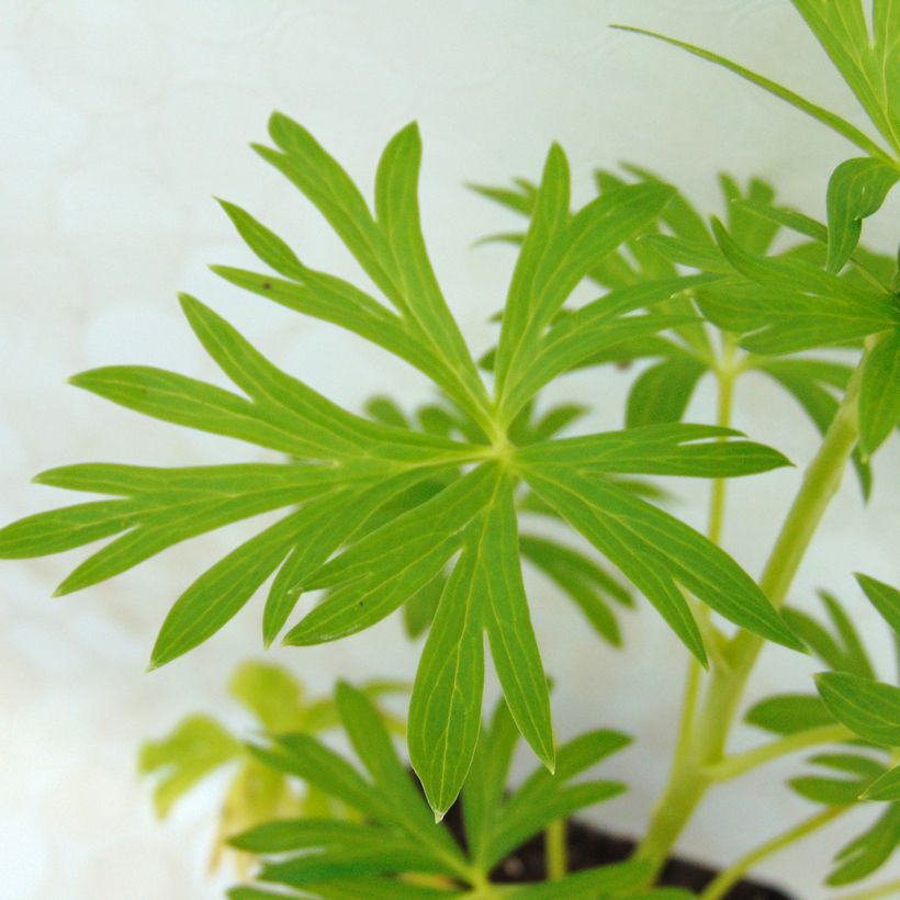 Aconit blanc - Aconitum napellus Schneewittchen (Feuillage)