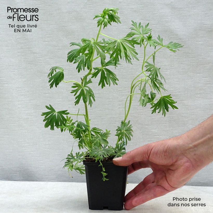 Spécimen de Aconit blanc - Aconitum napellus Schneewittchen Godet de 9cm tel que livré au printemps