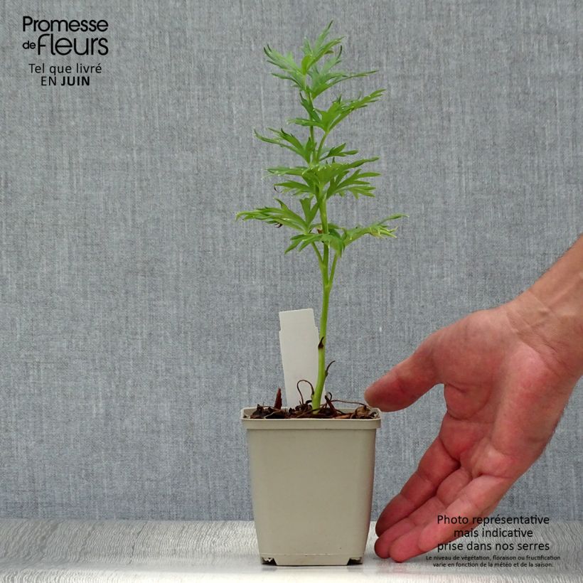 Spécimen de Aconit blanc - Aconitum napellus Schneewittchen Godet de 8/9 cm tel que livré en été