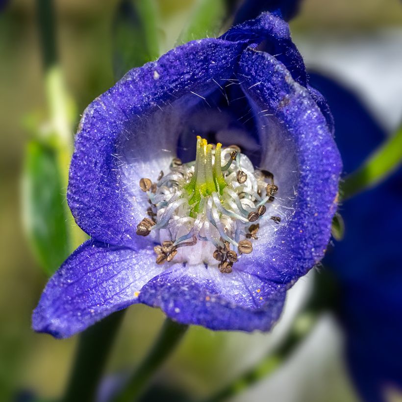 Aconit carmichaelii Arendsii - Casque de Jupiter (Floraison)