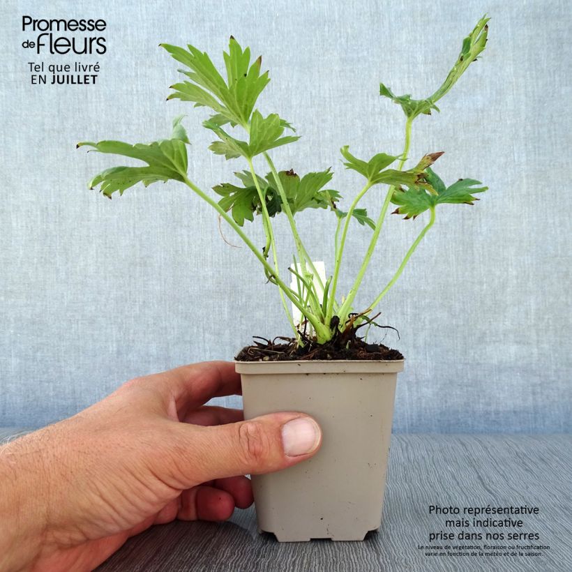 Spécimen de Aconit crème - Aconitum septentrionale Ivorine Godet de 8/9 cm tel que livré en été