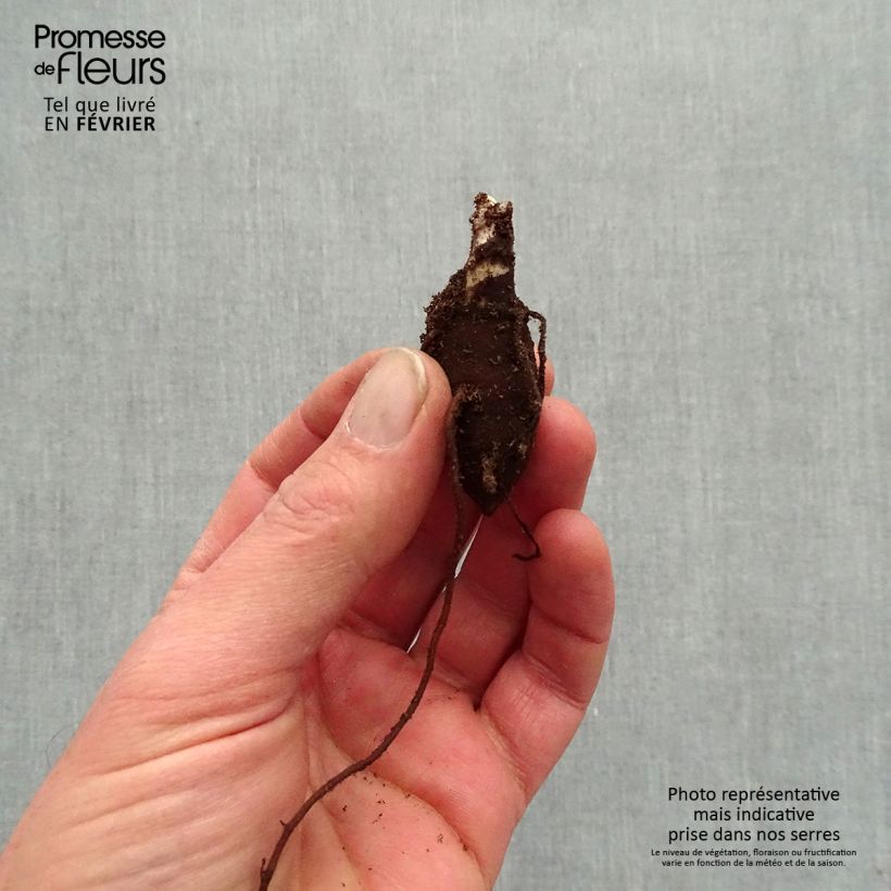 Spécimen de Aconit de Fischer - Aconitum fischeri - racines nues tel que livré en hiver