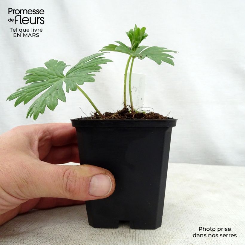 Spécimen de Aconit de Lamarck - Aconitum lamarckii. Godet de 9cm tel que livré au printemps