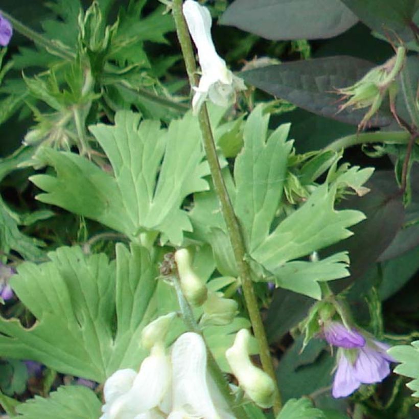 Aconit crème - Aconitum septentrionale Ivorine (Feuillage)