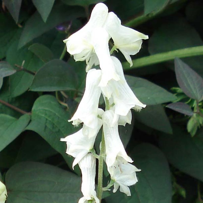 Aconit crème - Aconitum septentrionale Ivorine (Floraison)