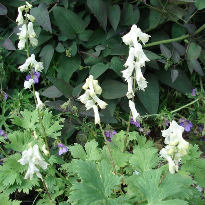 Aconit crème - Aconitum septentrionale Ivorine (Port)