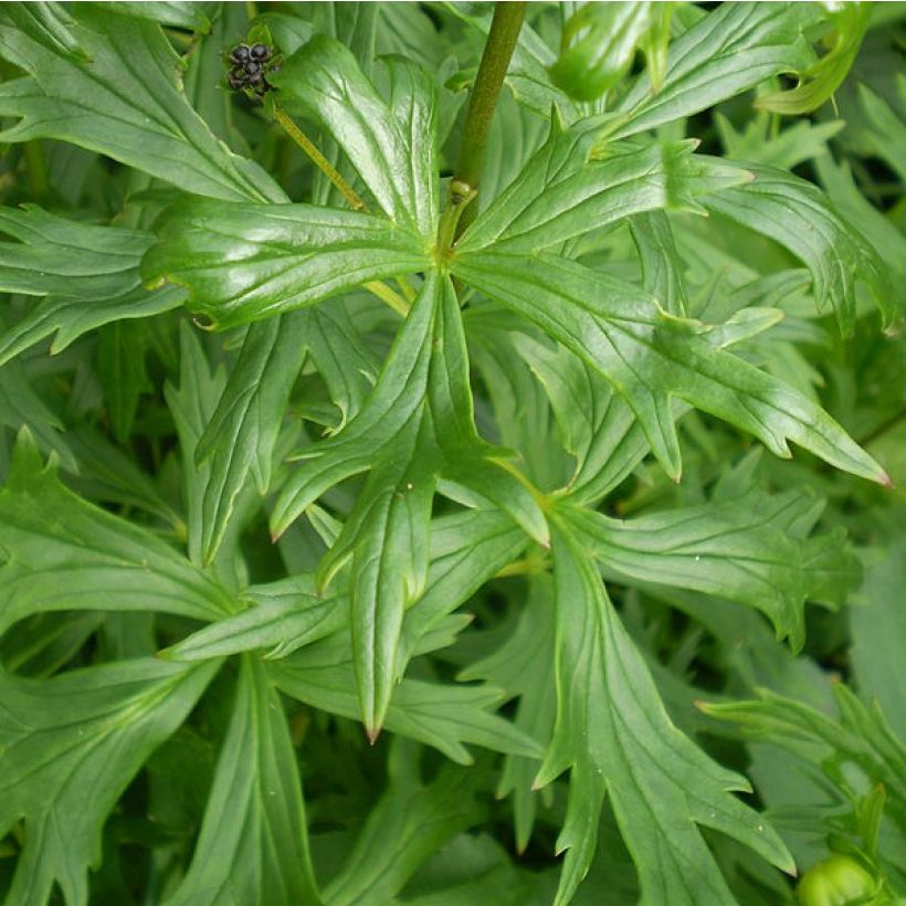 Aconit - Aconitum Spark s Variety (Feuillage)