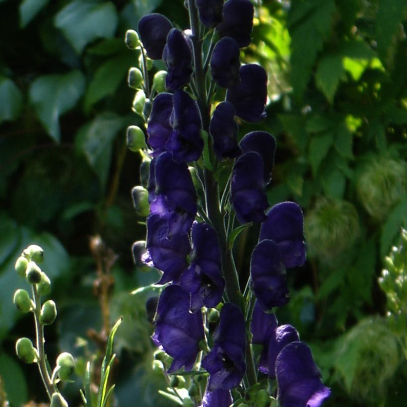 Aconit - Aconitum Spark s Variety (Floraison)