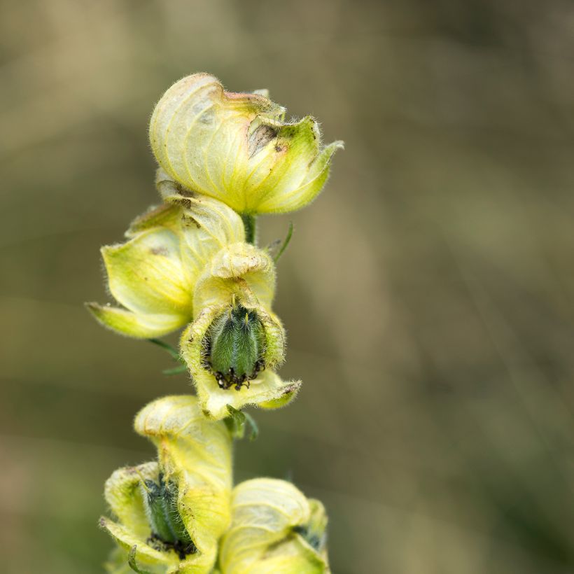 Aconitum anthora - Aconit anthore (Floraison)