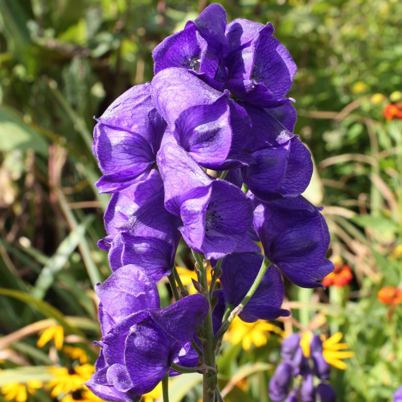 Aconitum carmichaelii Royal Flush (Floraison)