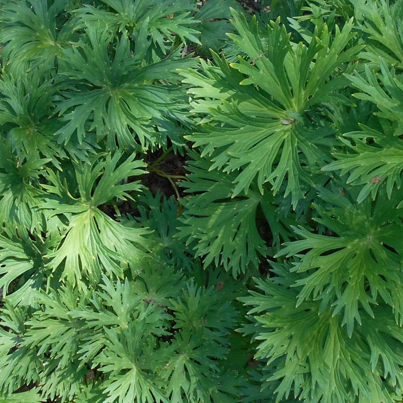 Aconit de Lamarck - Aconitum lamarckii (Feuillage)