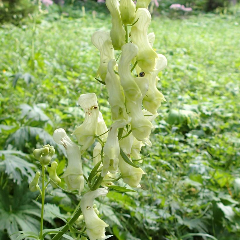 Aconit, Aconitum lycoctonum ssp. neapolitanum (Floraison)