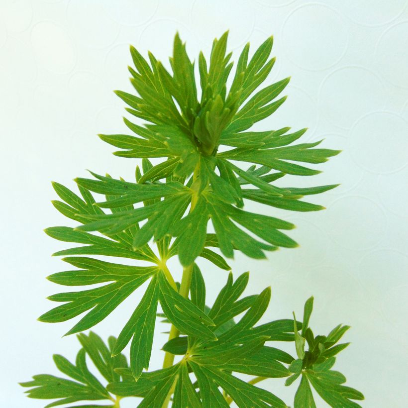 Aconitum napellus - Aconit napel (Feuillage)