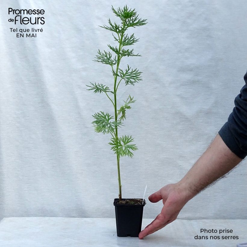 Spécimen de Aconitum napellus - Aconit napel   Godet de 9cm tel que livré au printemps