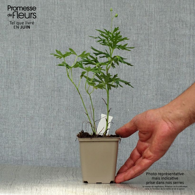 Spécimen de Aconitum napellus - Aconit napel Godet de 8/9 cm tel que livré en été
