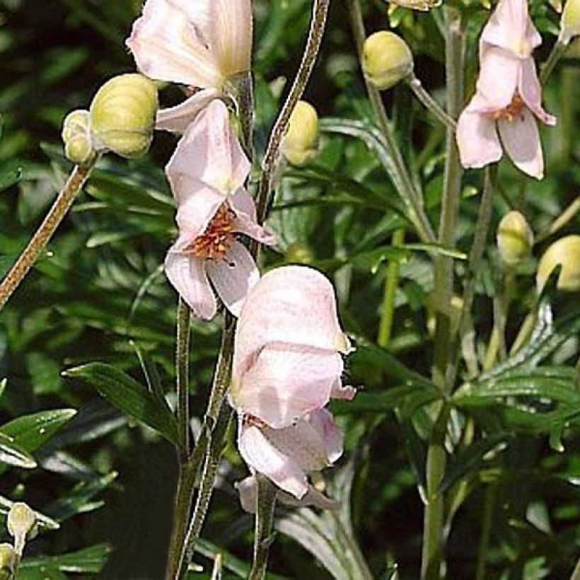 Aconit - Casque de Jupiter Rubellum (Floraison)