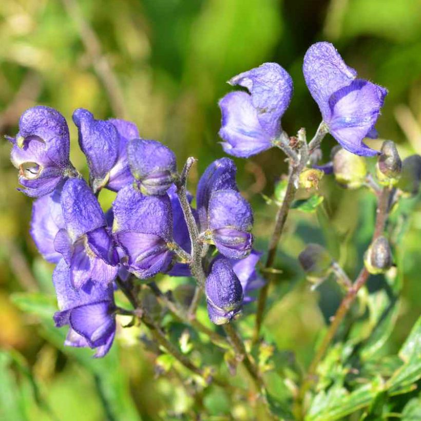 Aconitum napellus ssp. vulgare - Aconit napel commune (Floraison)