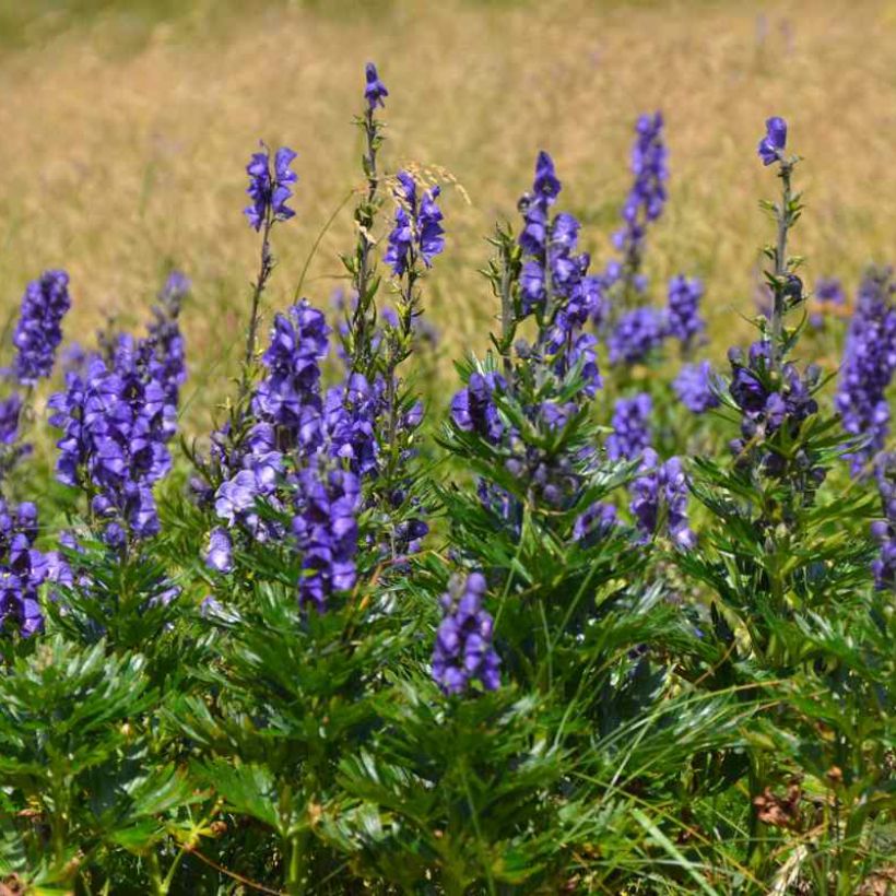 Aconitum napellus ssp. vulgare - Aconit napel commune (Port)