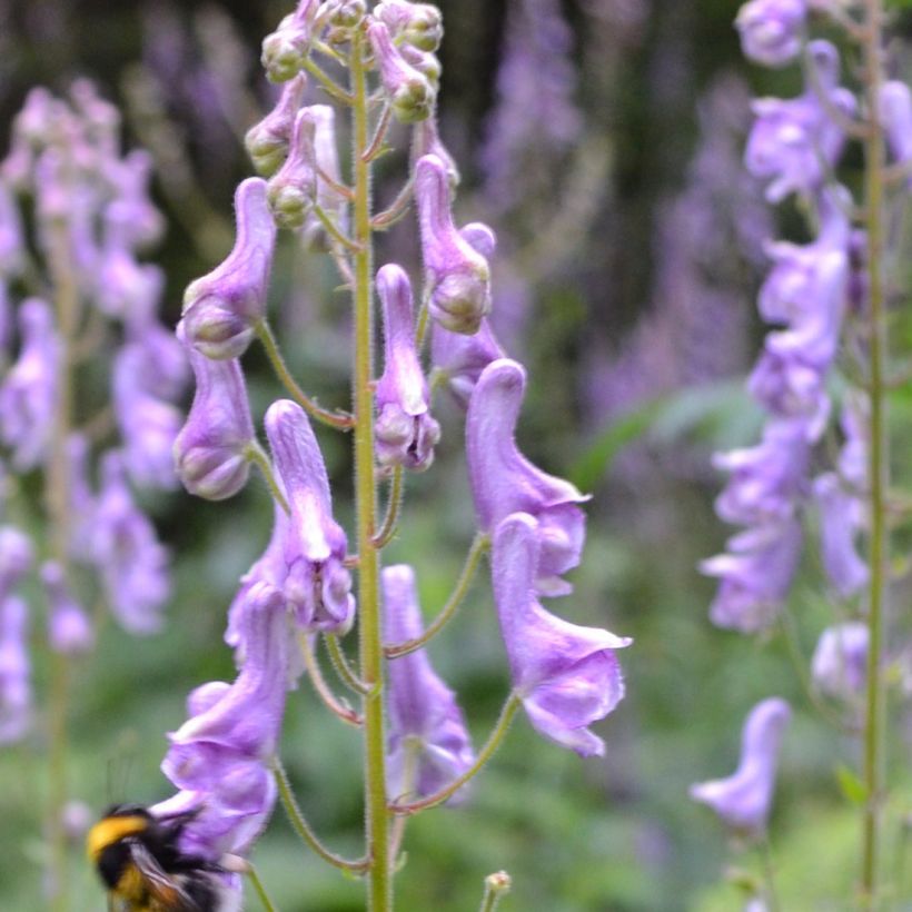 Aconit, Aconitum scaposum (Floraison)