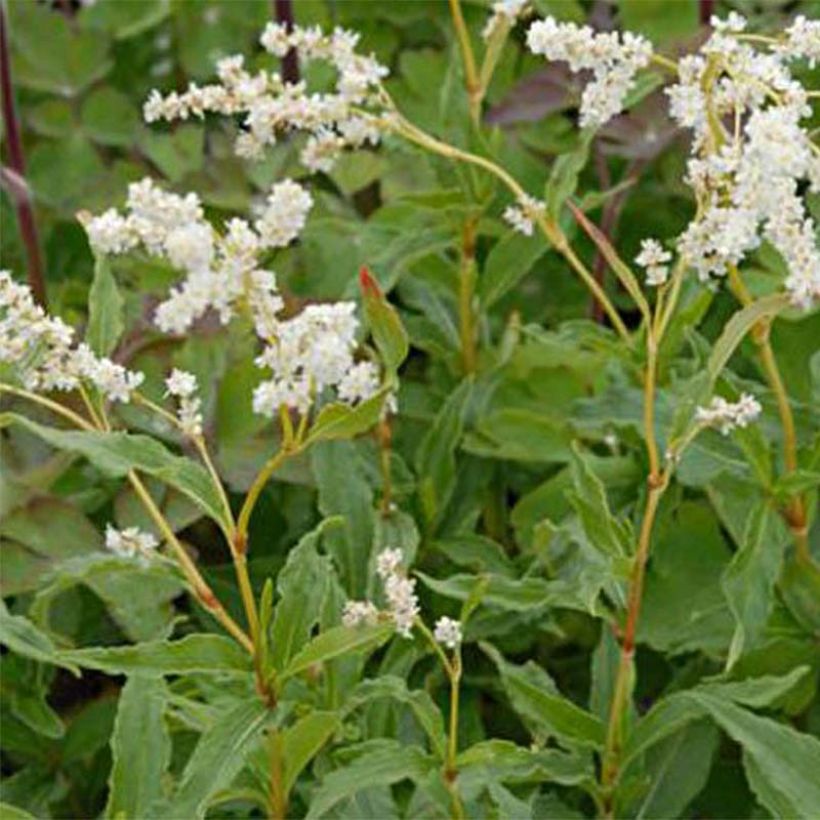Persicaire, Renouée kahil - Aconogonon tortuosum var. glabrifolium (Floraison)