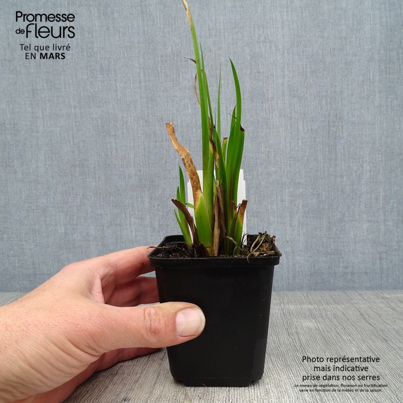 Spécimen de Acorus calamus - Calame, Acore Godet de 8/9cm tel que livré au printemps