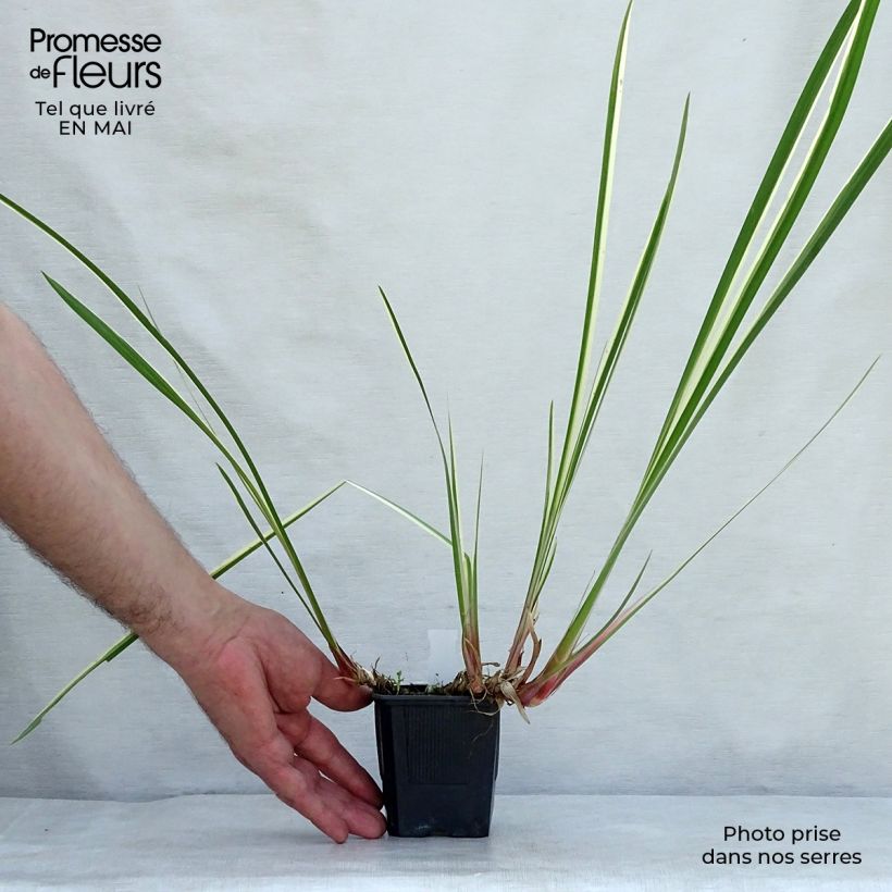 Spécimen de Acorus calamus Variegatus - Calame panaché  Godet de 8 cm tel que livré au printemps