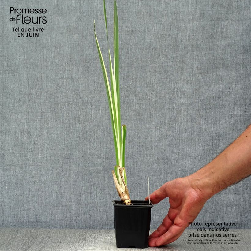 Spécimen de Acorus calamus Variegatus - Calame panaché Godet de 8/9 cm tel que livré en été