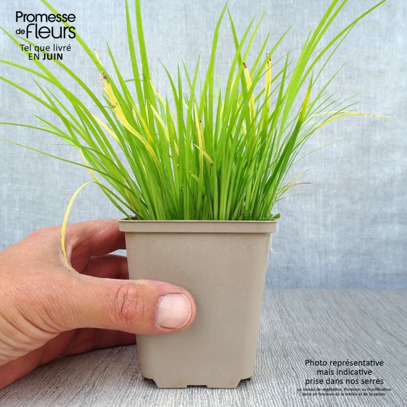 Spécimen de Acorus gramineus - Acore, jonc japonais Godet de 8/9 cm tel que livré en été
