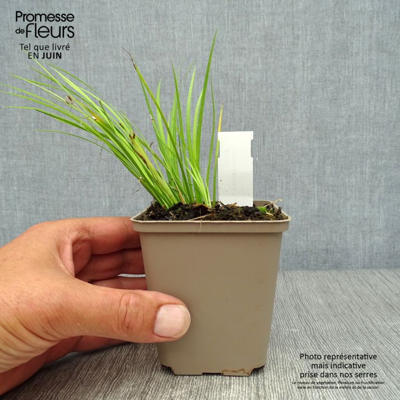 Spécimen de Acorus gramineus Hakuro Nishiki - Jonc japonais doré Godet de 8/9 cm tel que livré en été