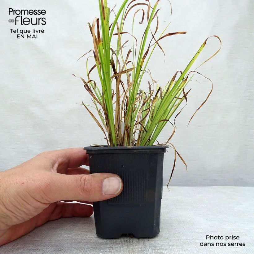 Spécimen de Acorus gramineus Ogon - Jonc japonais panaché - Gdt9 tel que livré au printemps