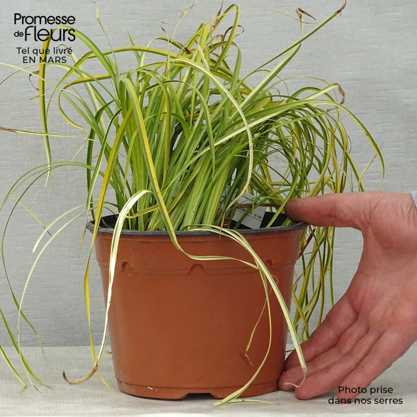 Spécimen de Acorus gramineus Ogon - Jonc japonais panaché en pot de 2L tel que livré au printemps