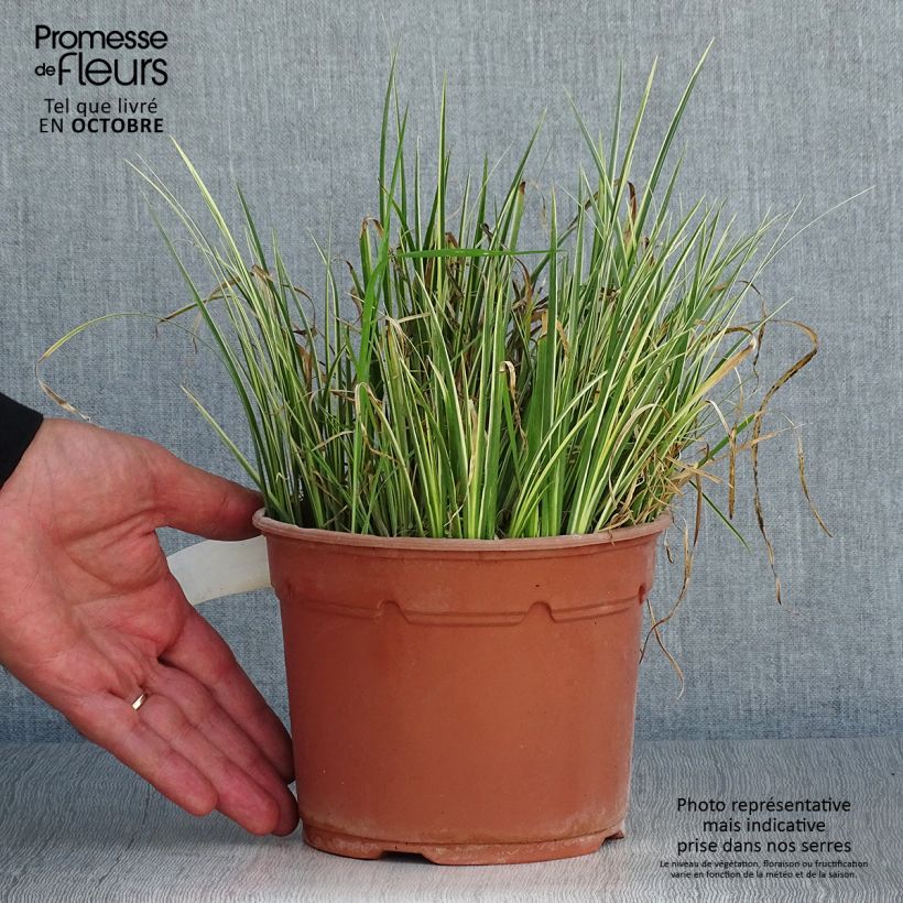 Spécimen de Acorus gramineus Variegata - Jonc japonais panaché Pot de 2L/3L tel que livré en automne