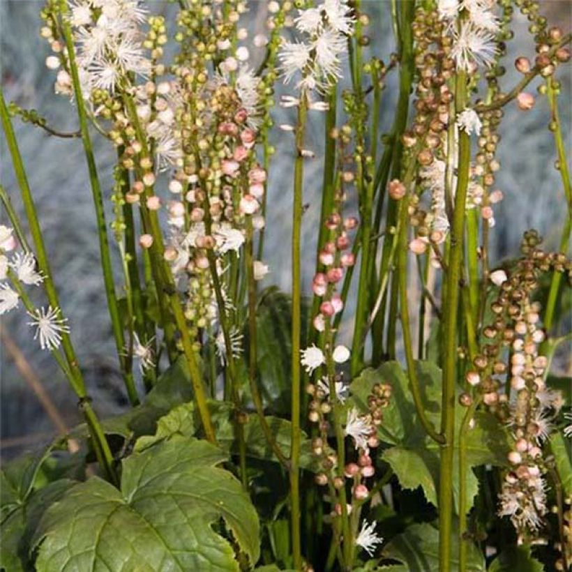 Actaea Cheju-Do - Cimicifuga japonica (Floraison)