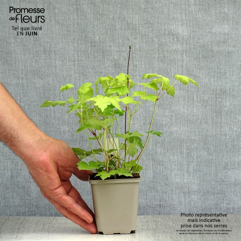 Spécimen de Actaea Cheju-Do - Cimicifuga japonica Godet de 8/9 cm tel que livré en été
