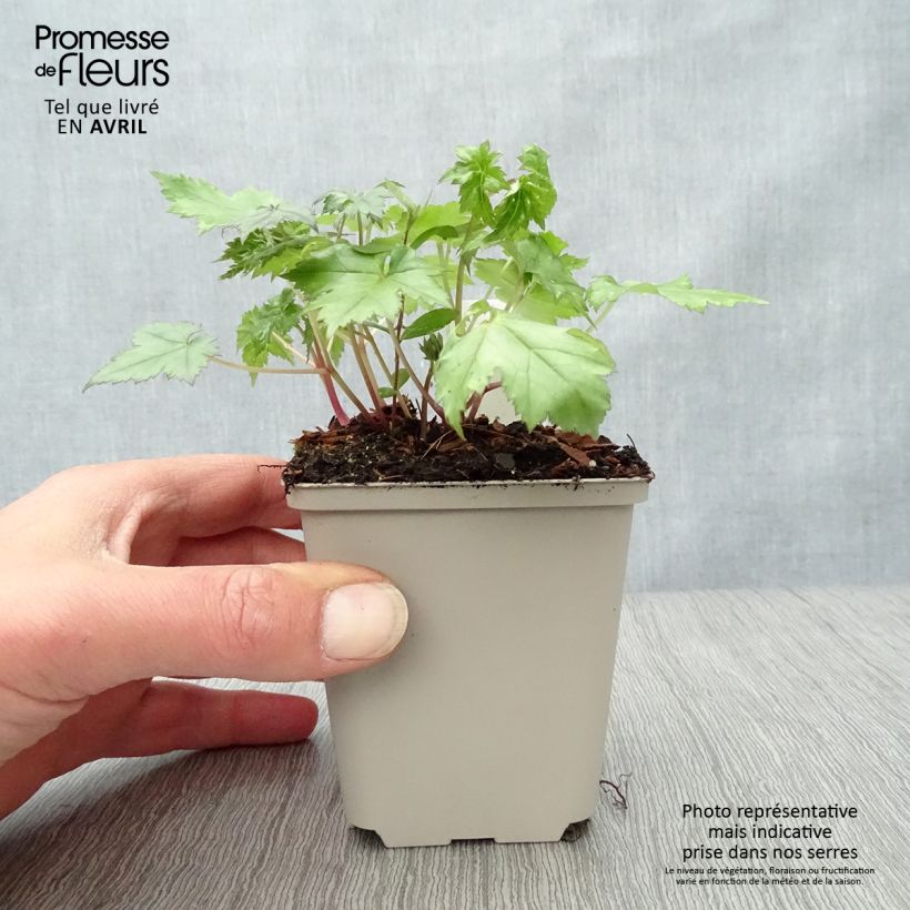 Spécimen de Actaea Cheju-Do - Cimicifuga japonica Godet de 9cm tel que livré au printemps