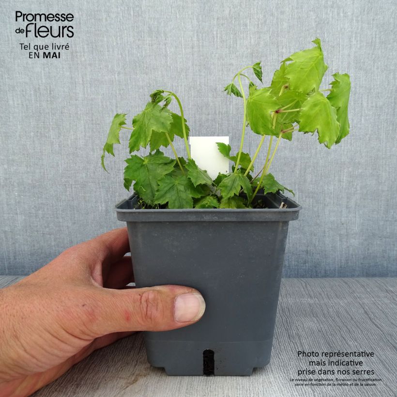 Spécimen de Actaea Cheju-Do - Cimicifuga japonica (silver dance)-  pot de 1L/1.5L tel que livré au printemps