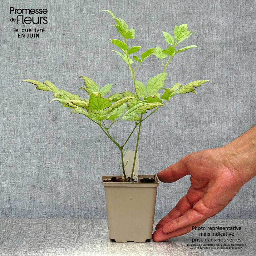 Spécimen de Actaea pachypoda Misty Blue - Actée à gros pédicelles Godet de 8/9 cm tel que livré en été