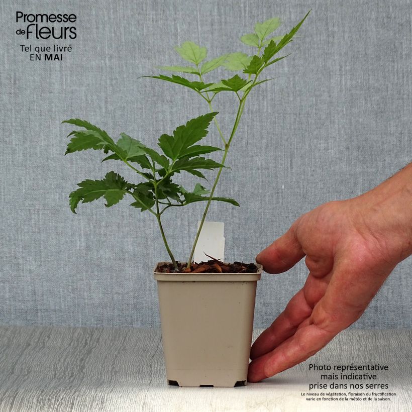 Spécimen de Actaea pachypoda Misty Blue - Actée à gros pédicelles Godet de 9cm tel que livré au printemps