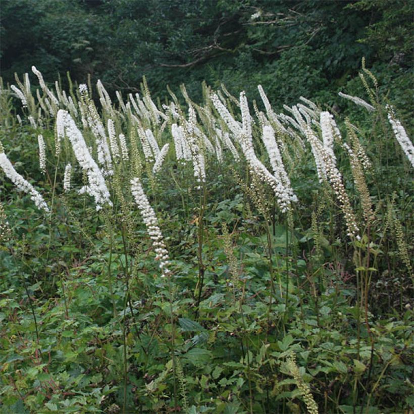 Cimicifuga Carbonella - Actaea simplex (Floraison)