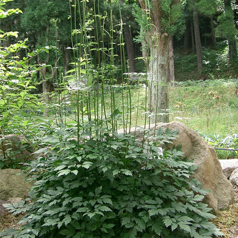 Cimicifuga Carbonella - Actaea simplex (Port)