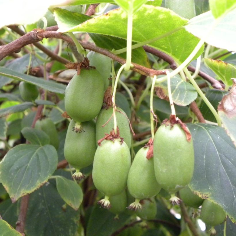 Kiwi arguta Issai (autofertile) - Kiwaï - Actinidia arguta (Récolte)