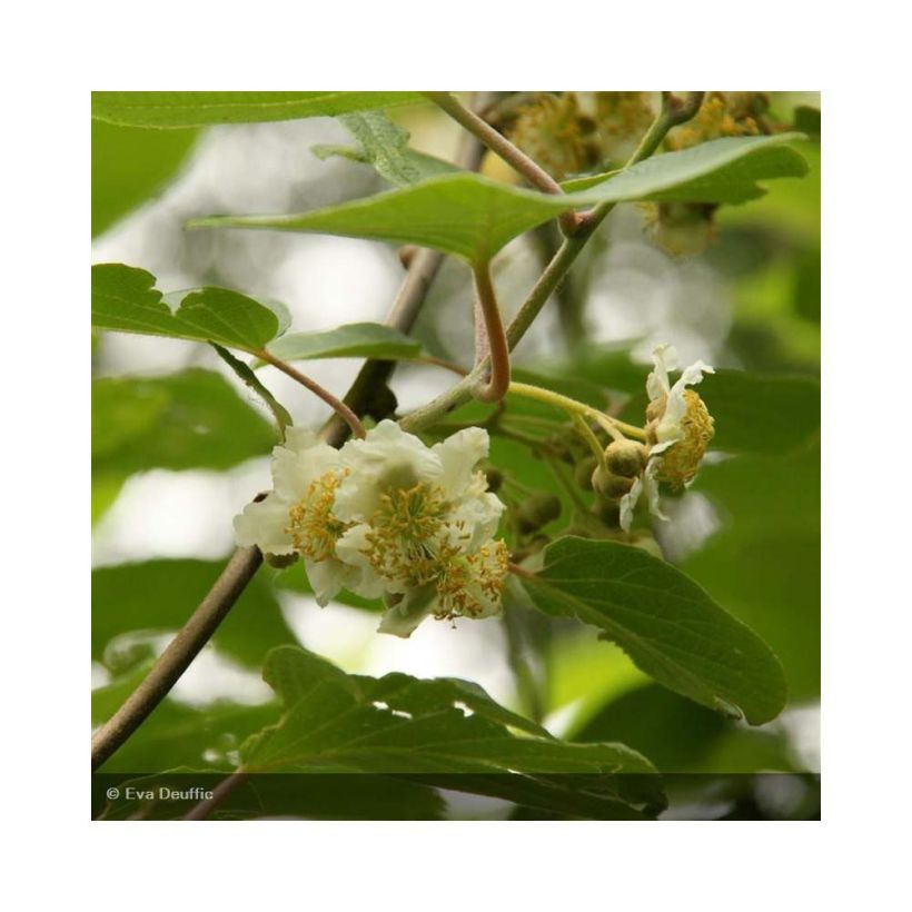 Kiwi mâle - Actinidia deliciosa Belen (Floraison)